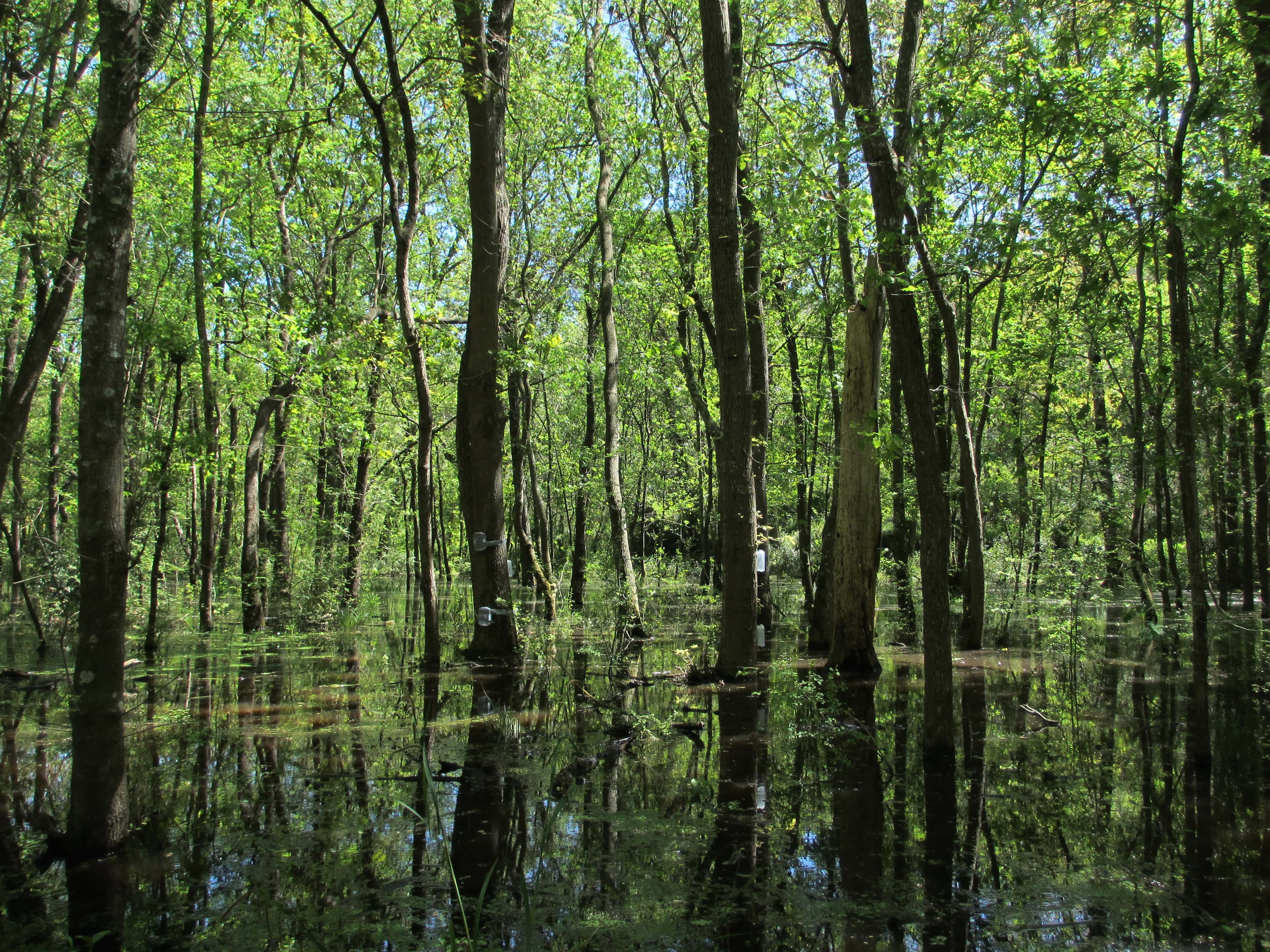 ALFAwetlands Living Lab in Spain