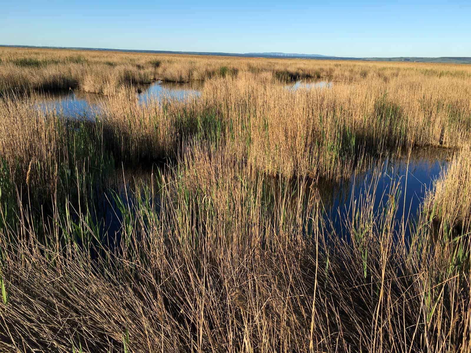 A new wetlands National Park in Slovakia?
