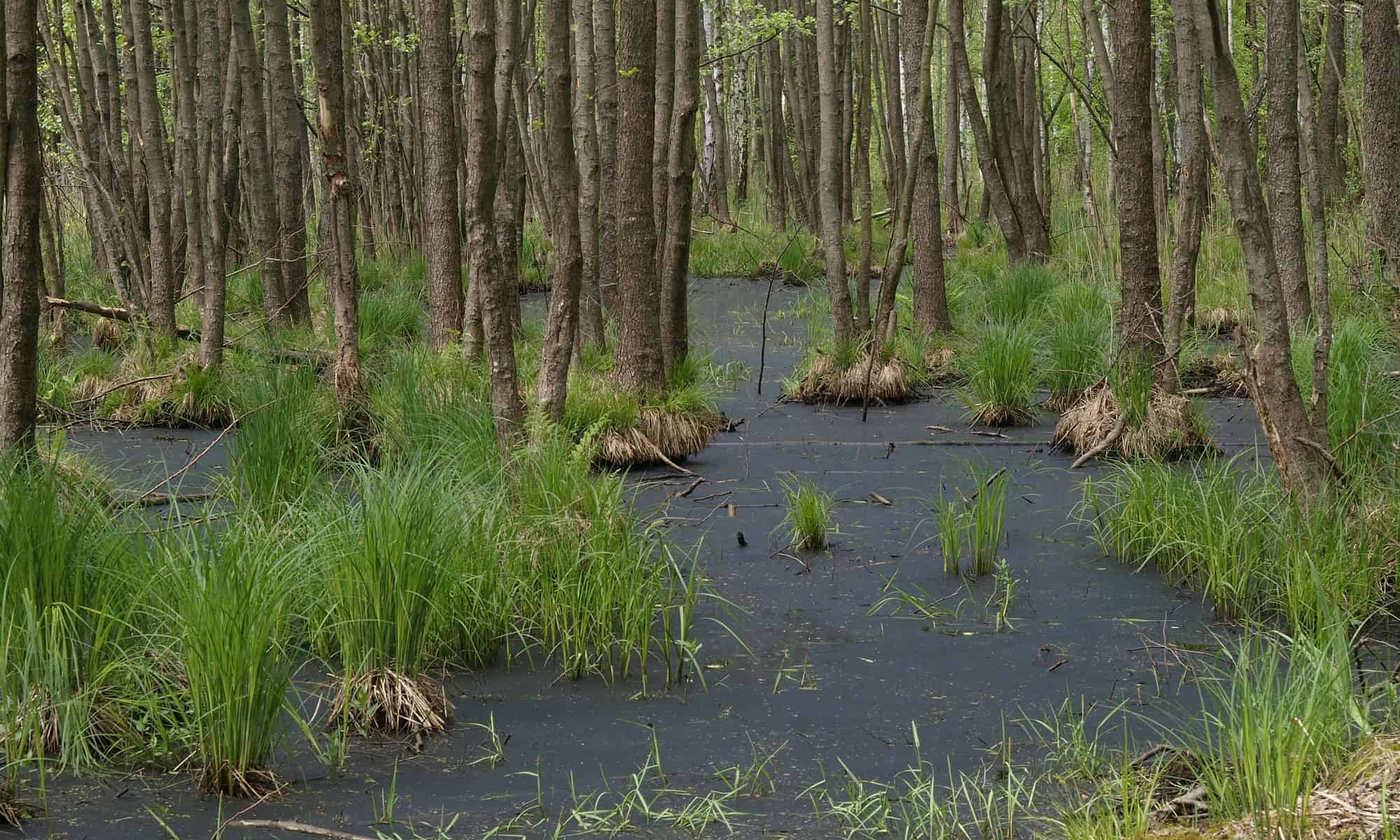 Wetlands in the Czech Republic