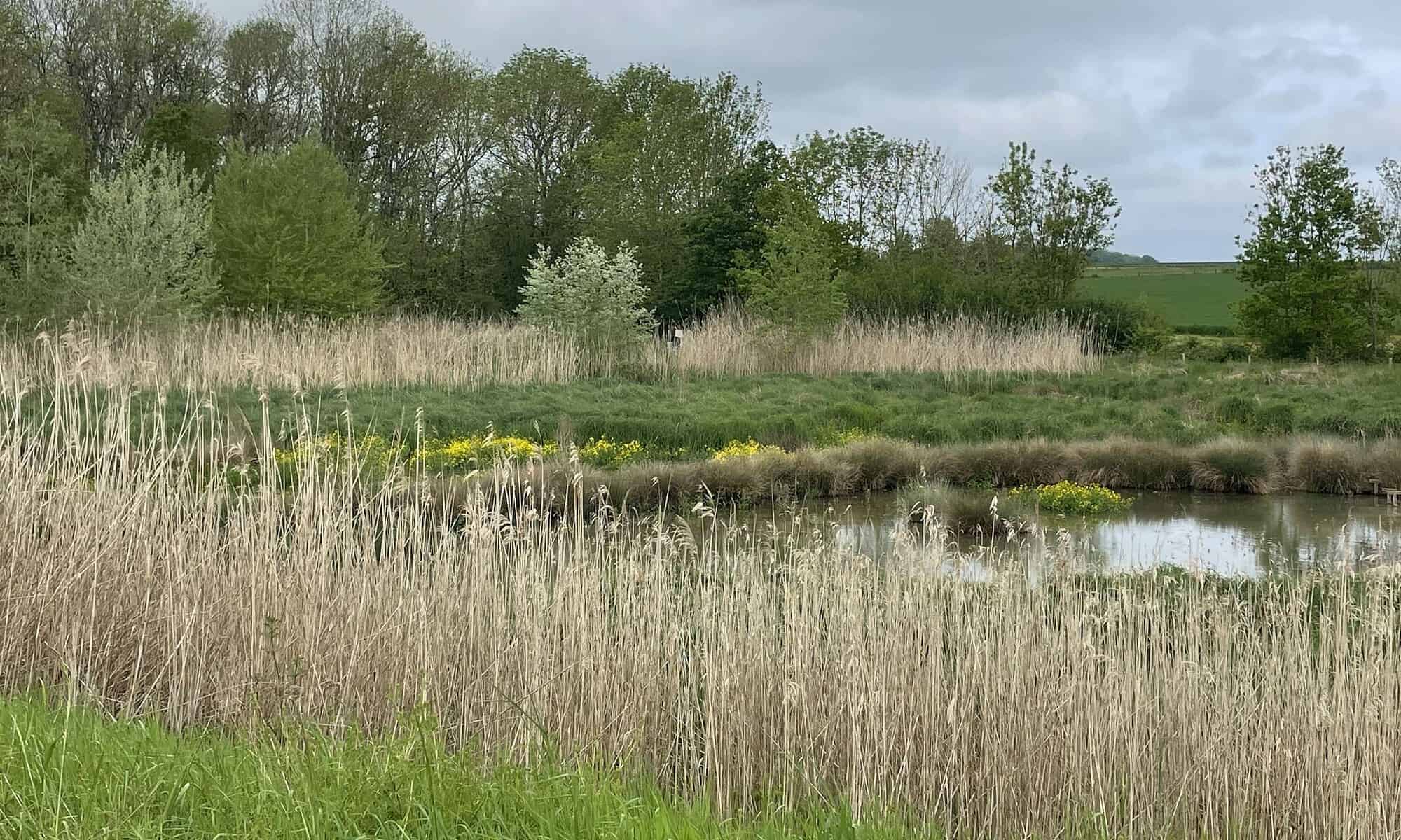 Rampillon wetland