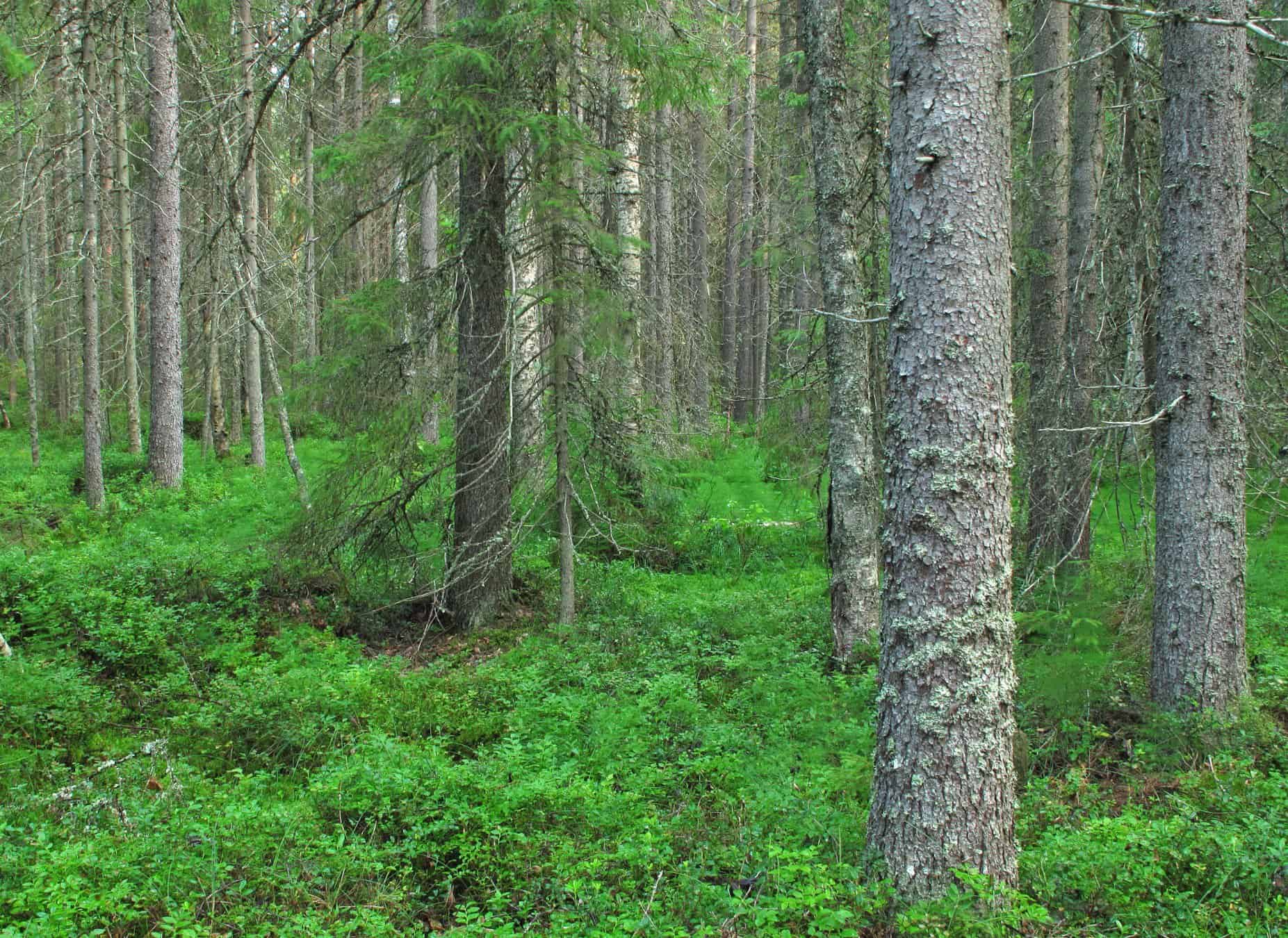 Peatlands in Finland: characteristics and restoration methods