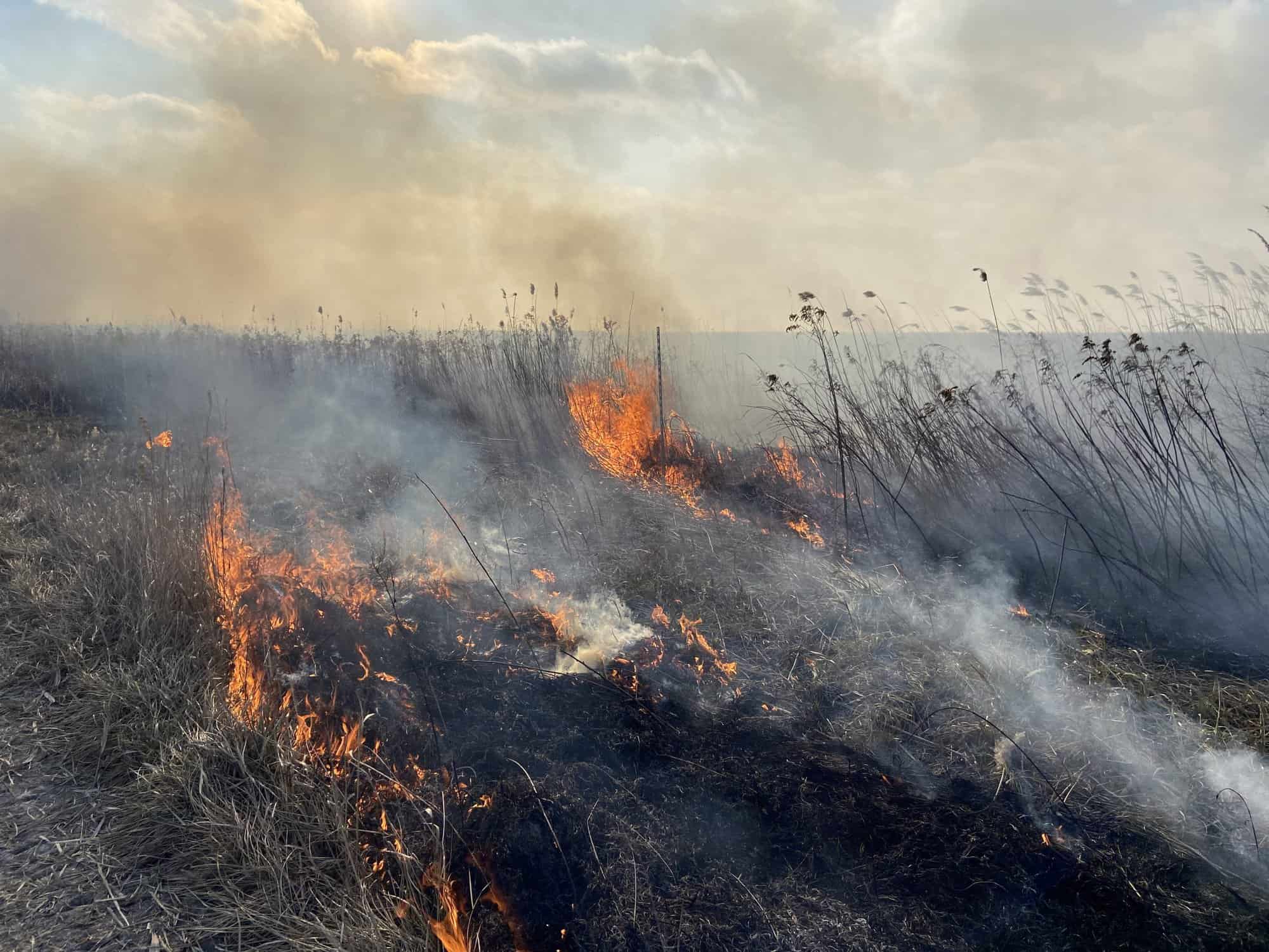 Fire Management of reed belt in Austria