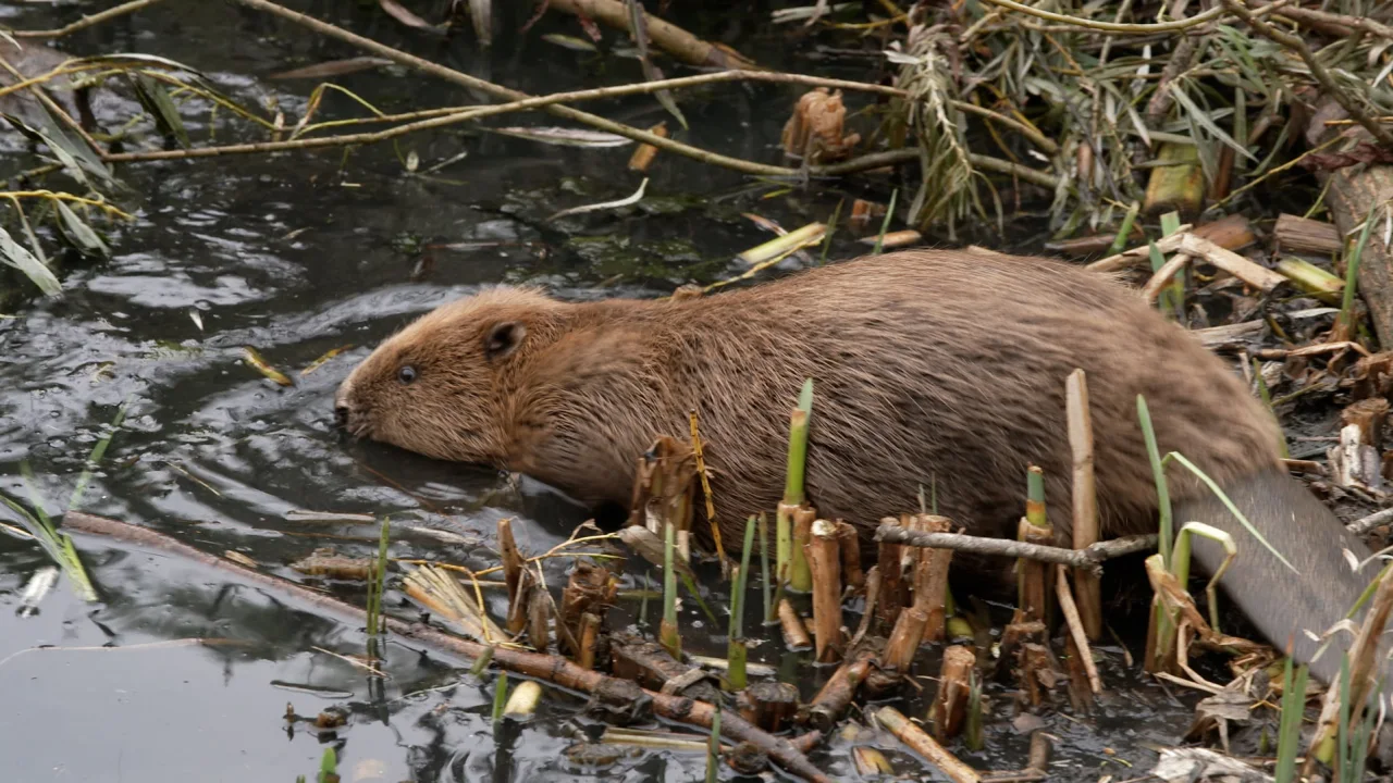 Importance of Beavers in Wetland Restoration: The UK Example